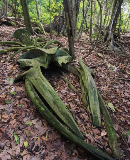 A whale skeleton in the rainforest …