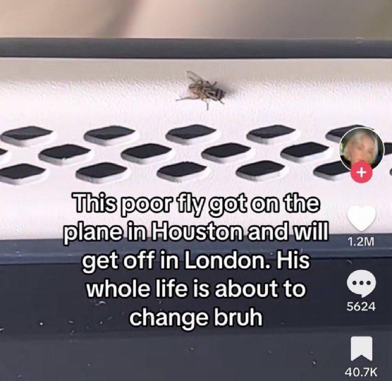 The fly flying