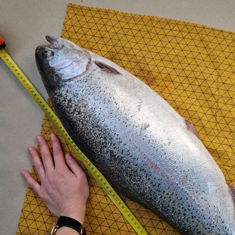 Рефтинская форель🐟 Заказ/доставка