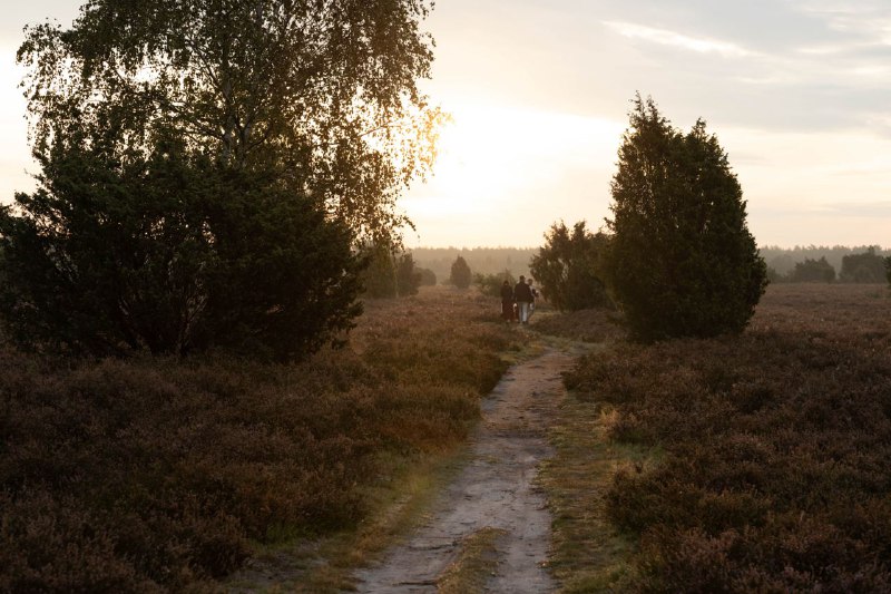 Früh morgens in der Lüneburger Heide. …