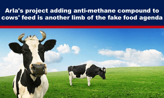 Arla’s project adding anti-methane compound to …