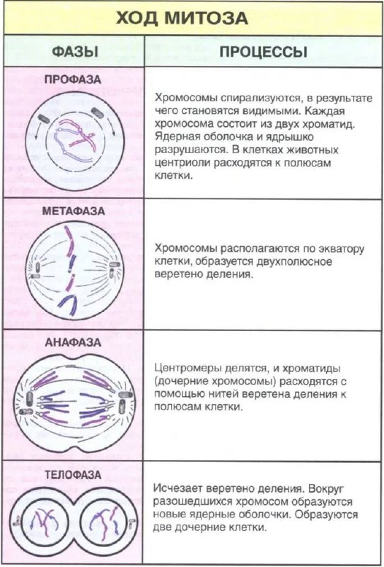 Помните митоз из микробиологии – процесс …