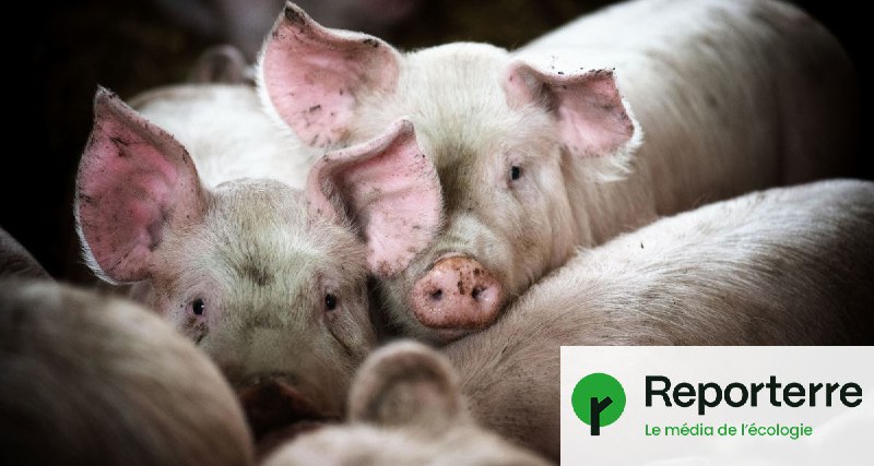 [­](https://l.reporterre.net/rPr)En Bretagne, les éleveurs de porc …