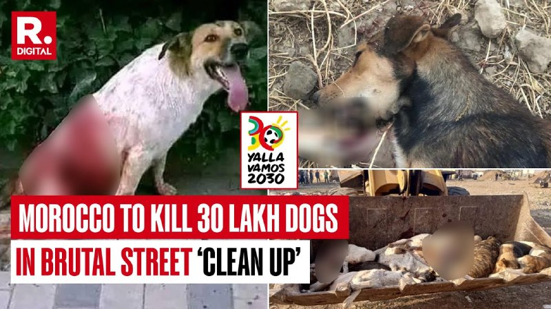 Morocco To Kill 30 Lakh Dogs …