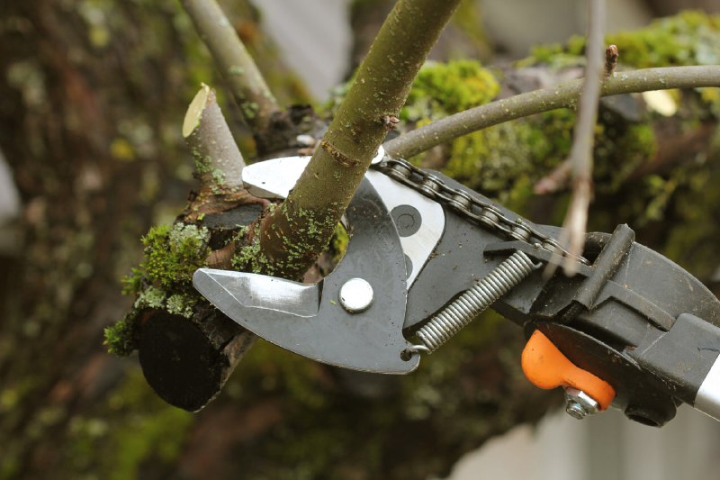 PERCHÈ SI POTANO GLI ALBERI?