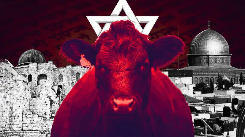 Sacrificar vacas rojas: la profecía judía …