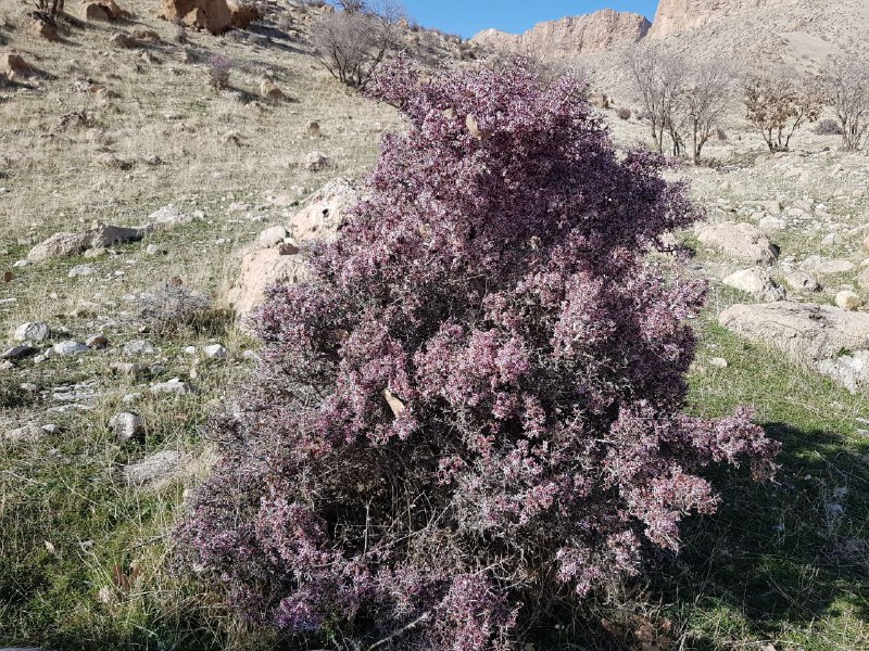 سرگردانی طبیعت در آب وهوای ناشناخته