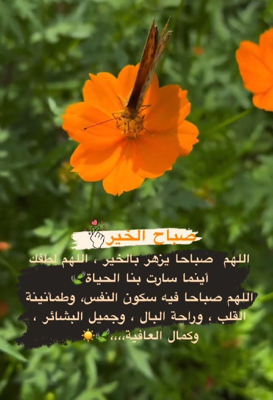 اللهم صباحاً ⁩ يُزهرَ بالخير،