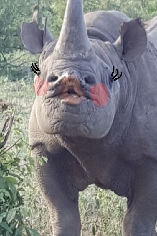 Rhino posting 🦏