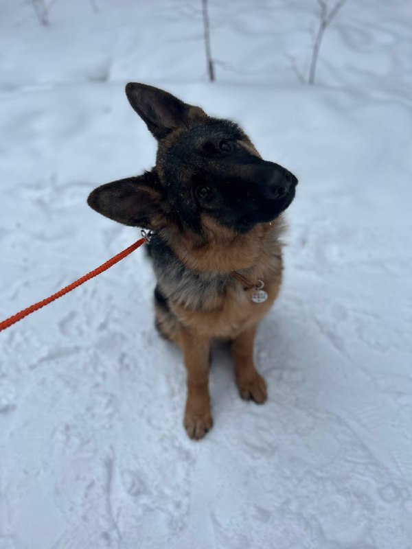 ***❤️******🐕******❤️***