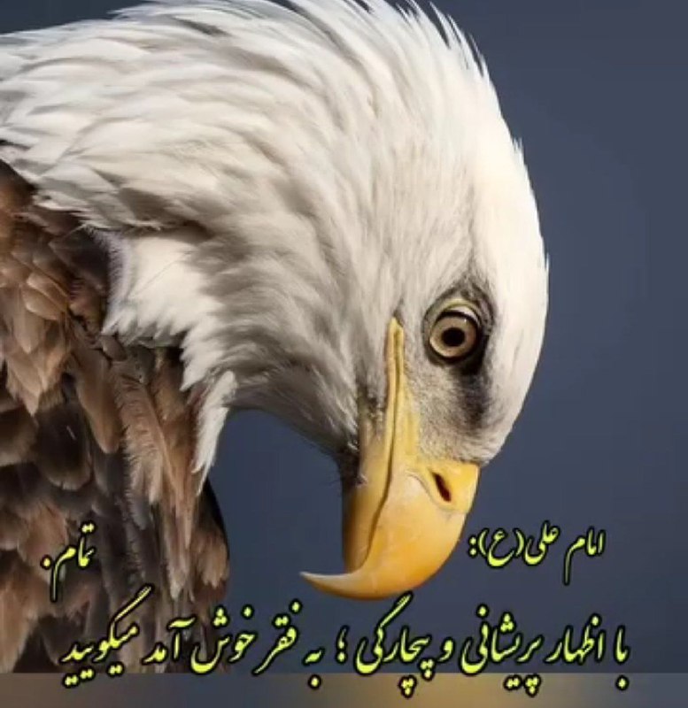 بازم امام‌علی