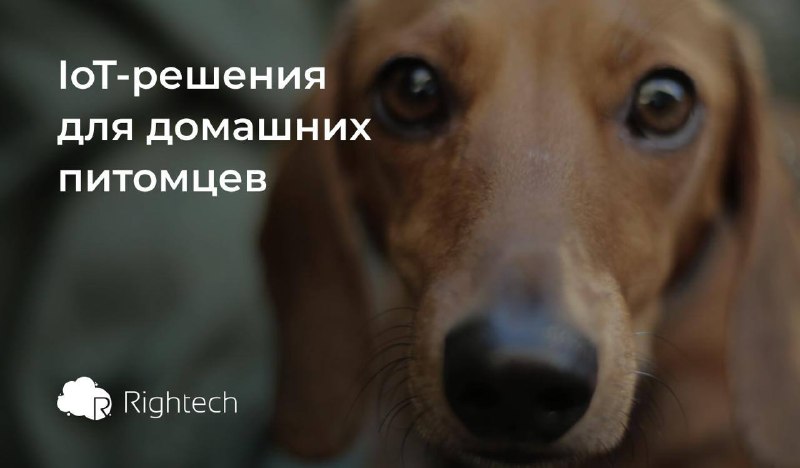 **IoT-решения для домашних питомцев ***🐶*****