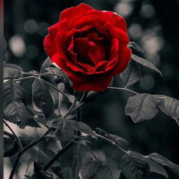 ﻟﺂ تيــأس عنــدمآ لآ يتحــقق لــگ …