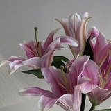 [t.me/Gr3io](http://t.me/Gr3io)