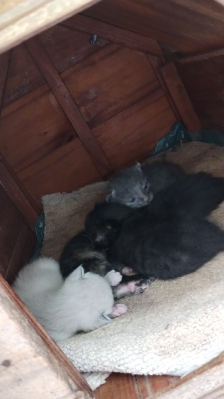 Gatinhos que nasceram aqui em casa, …