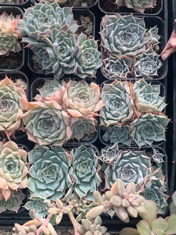 Echeveria heart choice***🩵***