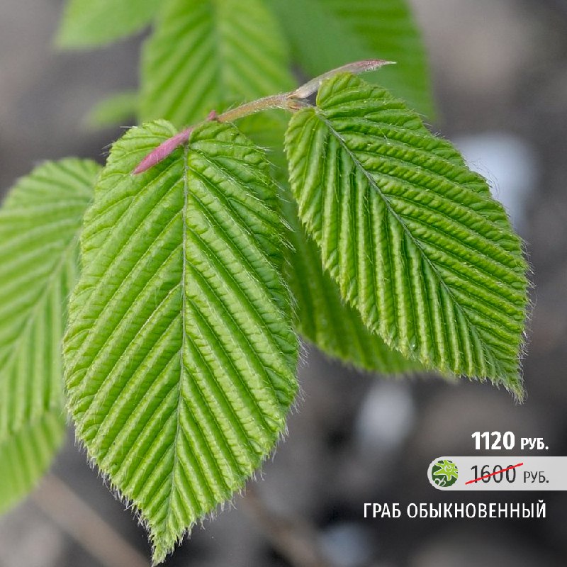 Ромашкино Парк - садовый центр