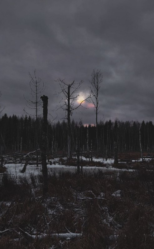 Атмосфера кривицких болот поздней осенью.