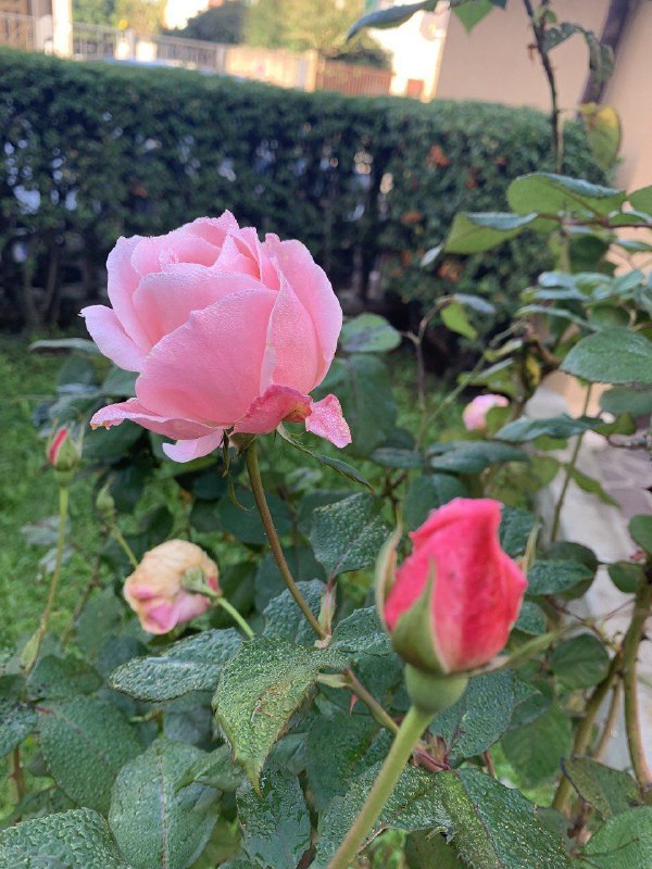 Nel giardino di Marisa