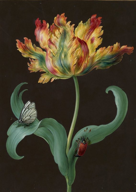 Barbara Regina Dietzsch Tulpe mit Schmetterling …