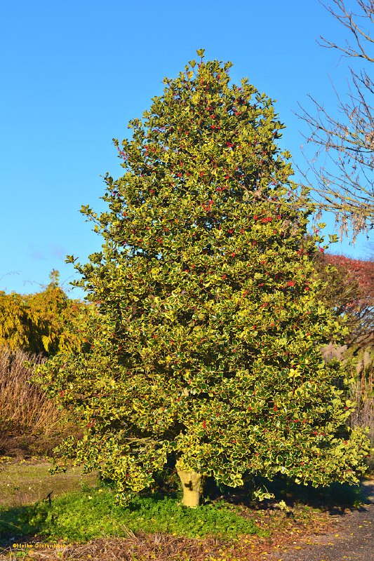 Frohe Weihnachten