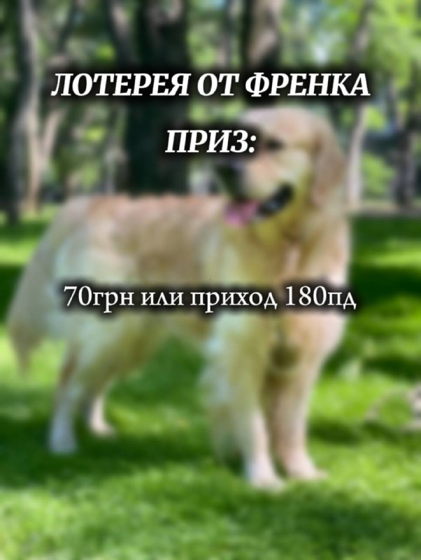 *****☑️***Лотерея от Френка***☑️*****