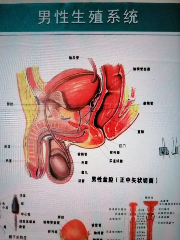 貴族正宗抓龍根