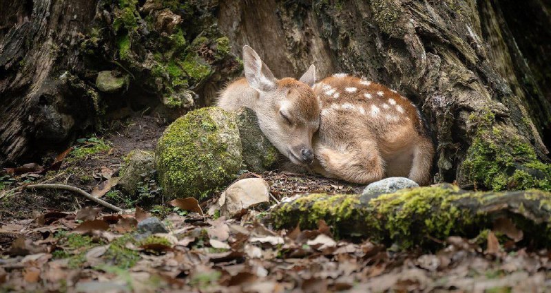 ✶࣪ the forest is my home, …