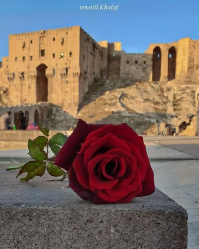 **سنَتـعافى، سنَـزهر،