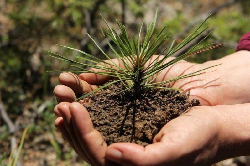 *****🌳***Бесплатный экологический мастер-класс для детей!**