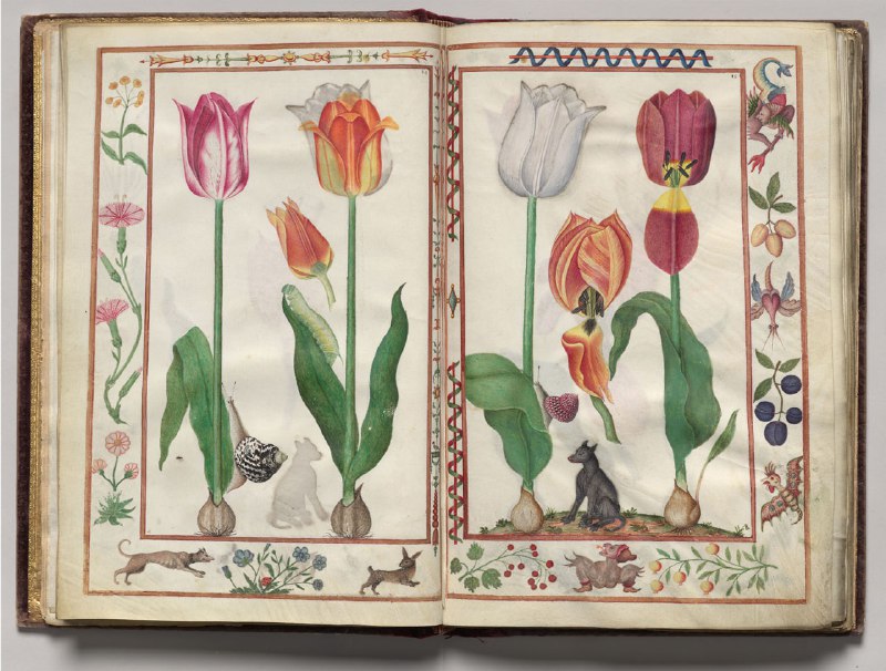 FLORILEGIUM. Франция. 1608. Тюльпанчики