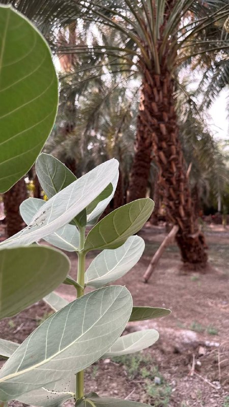 «عقائدنا هي ما تحمله قُلوبنا من …
