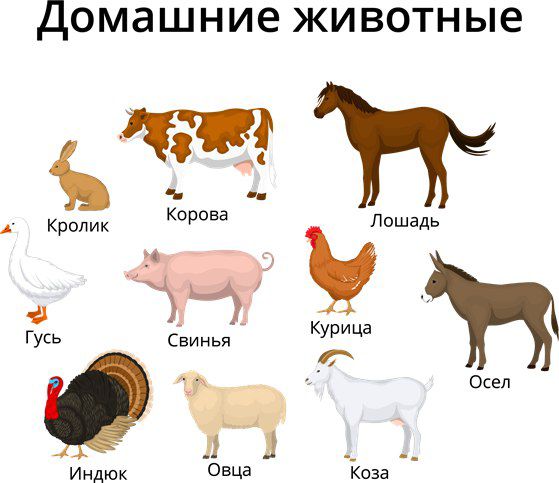 *****🦙******🐑******🐏******🐈***Домашние животные для детей