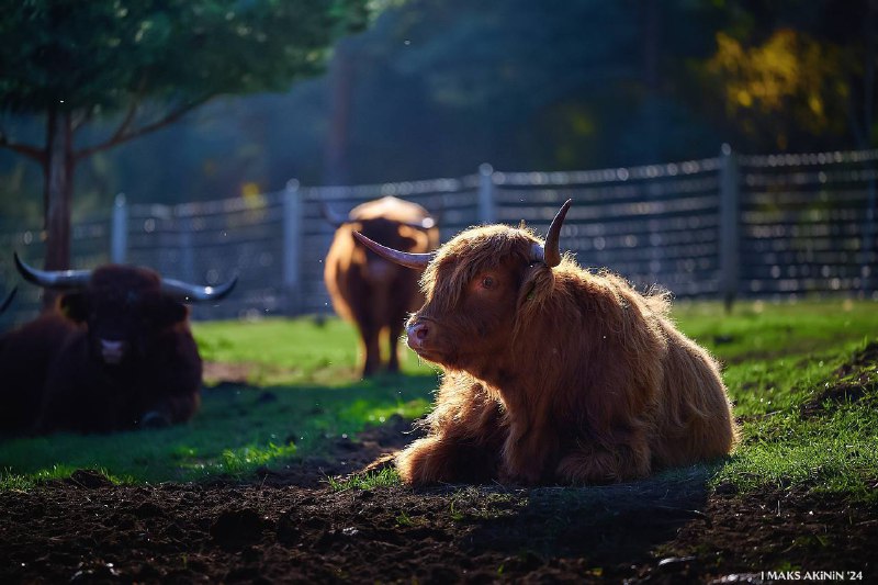 Russian_alpacas