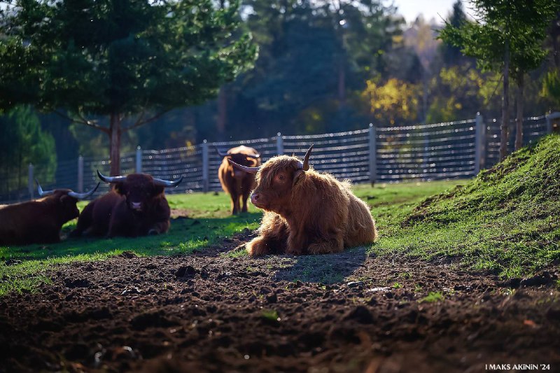 Russian_alpacas