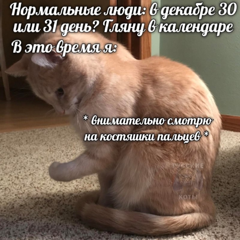 Русские коты | Z