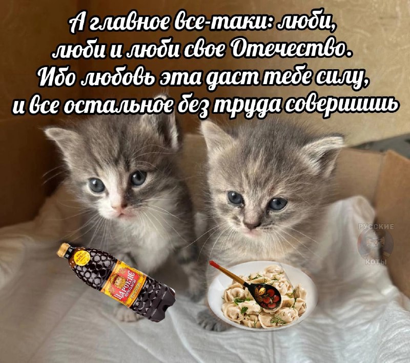 Русские коты | Z