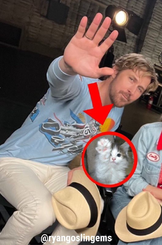 ***This cat is literally me***👍******[***#meme***](?q=%23meme)[***#literallyme***](?q=%23literallyme)[***#ryangosling***](?q=%23ryangosling)[***#meow***](?q=%23meow)[***@ryangoslingems***](https://t.me/ryangoslingems)