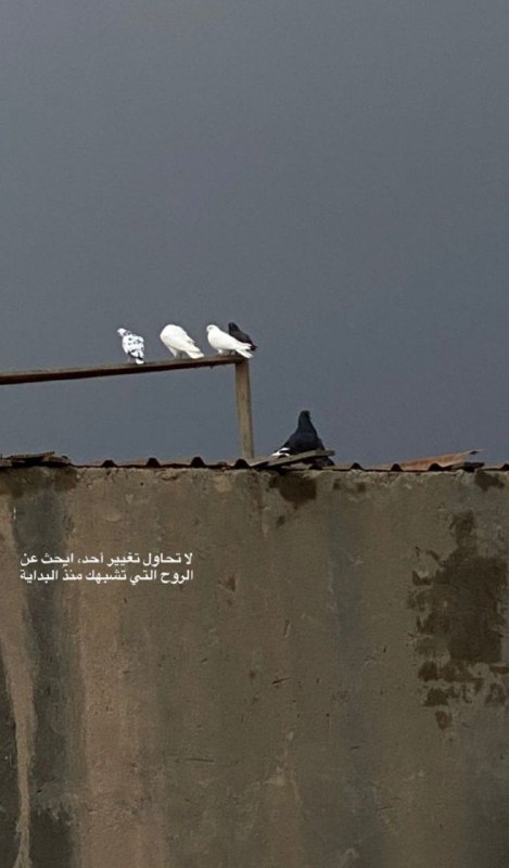 لـ عَلـي.حَسين