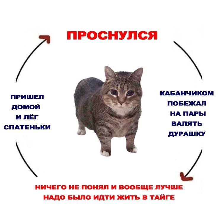 моя рутина