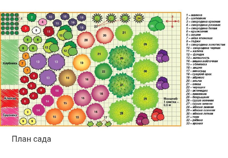 **Уместится 100 растений: схема плодового сада …