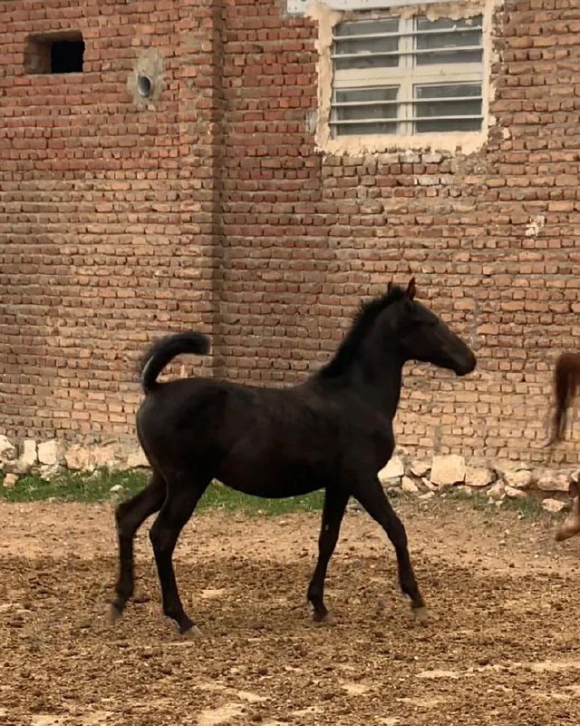 هوال نمایشی دوستان وعشقبازان عزیز ***🧿******🧿******🧿******🧿******🧿***