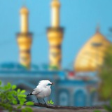 نتقدم الى مولانا صاحب العصر والزمان …