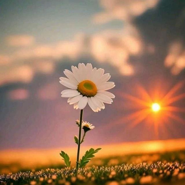 **صبح است و صبا مشک فشان …
