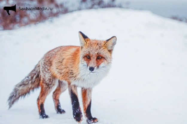 ***🥶*** **Холодно и ветрено — прогноз …