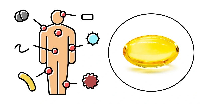La vitamina que controla las ‘células …