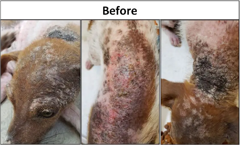 **Dog Scabies and CDS:**Rescue dog found …