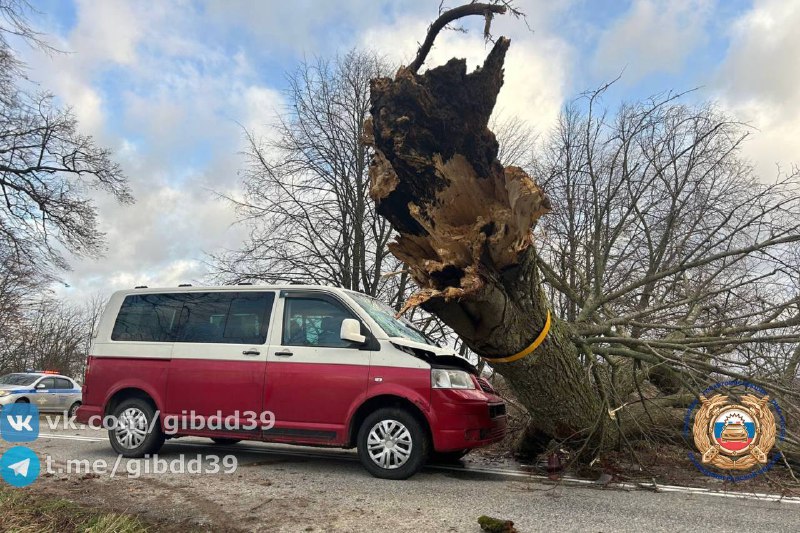 ***😨*** **В Озёрском районе дерево упало …