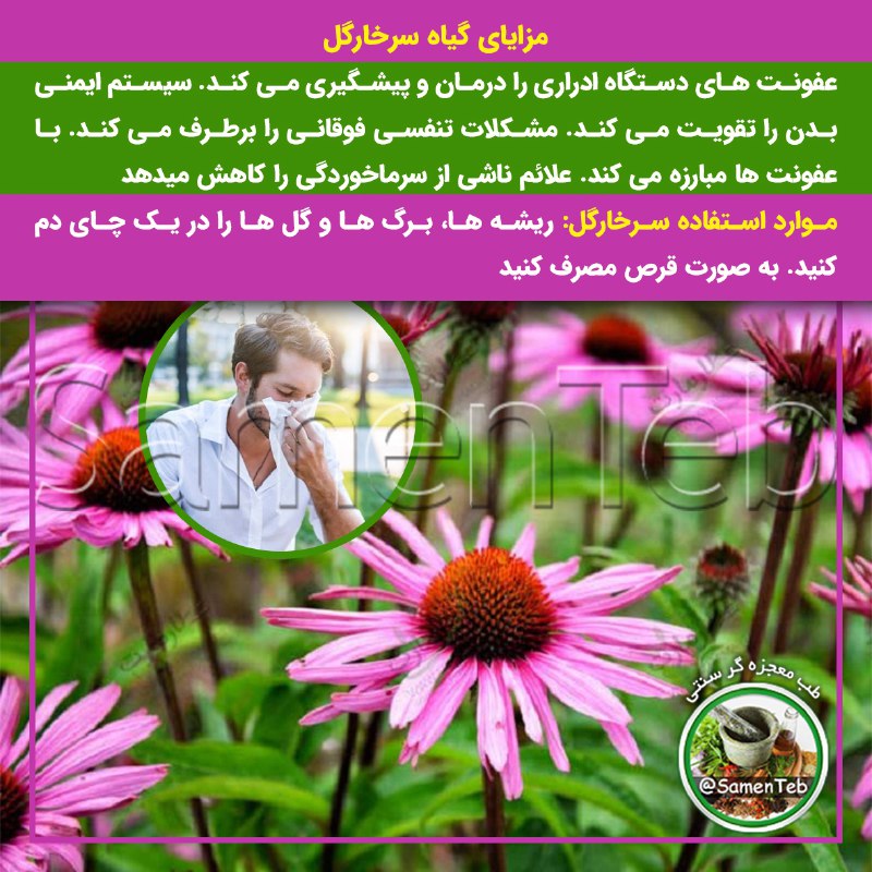 ***✔️***مزایای گیاه سرخارگل