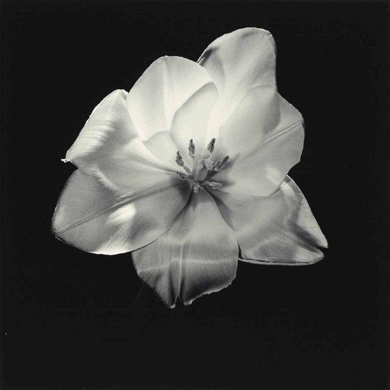 Tulip, Robert Mapplethorpe, 1985